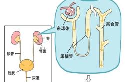 体育生体检检查什么